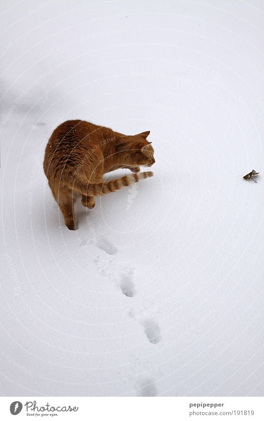 go astray Playing Hunting Winter Snow Environment Earth Ice Frost Garden Park Animal Cat 1 Observe Rotate To feed Feeding Looking Love of animals Watchfulness