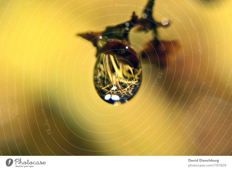 Pearl of nature Life Nature Plant Drops of water Autumn Yellow Silver Dew Wet Colour photo Close-up Detail Macro (Extreme close-up) Structures and shapes Day