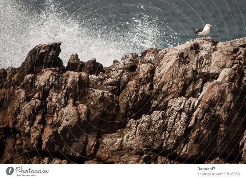 The Seagull I Ocean Island Waves Deserted Bird Flying Crouch Maritime Blue Brown Gray Black White Contentment Trust Safety Protection Loneliness Freedom Rock