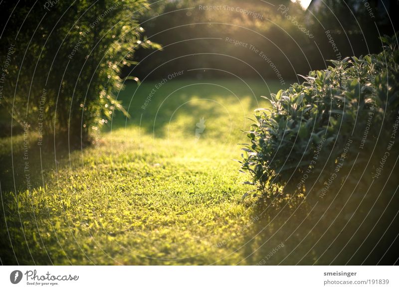 garden Summer Garden Environment Nature Landscape Plant Beautiful weather Grass Bushes Foliage plant Park Meadow Yellow Gold Green Joie de vivre (Vitality)