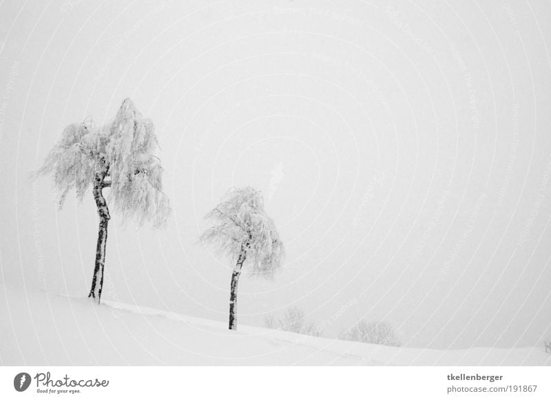 winter never ends III Elements Clouds Winter Fog Snow Tree Freeze Going To enjoy Cold Gloomy Gray Black White Nature High fog Birch tree Twigs and branches