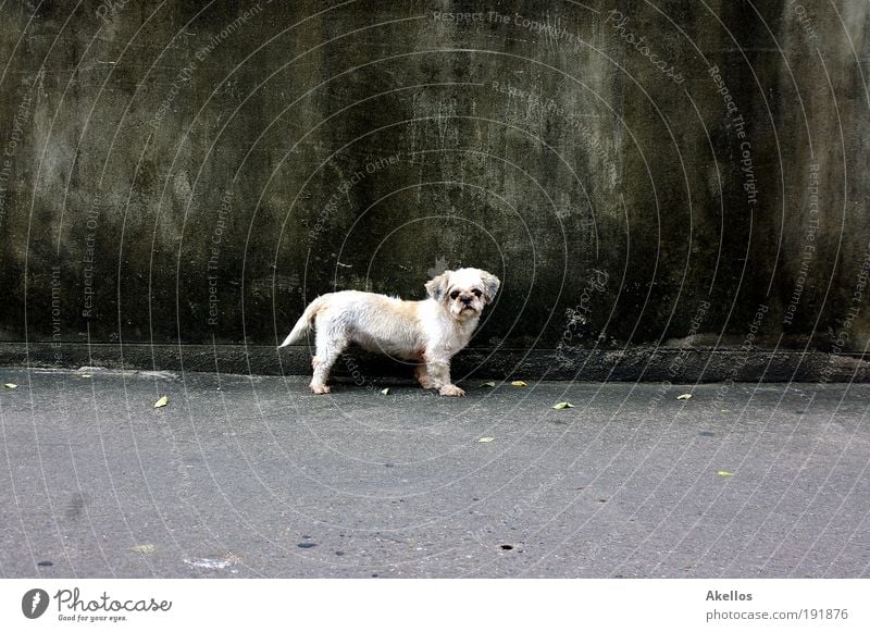 Dog in front of wall Animal Pet Pelt Curiosity Sadness Longing Loneliness Puppydog eyes Colour photo Exterior shot Day Contrast Street dog