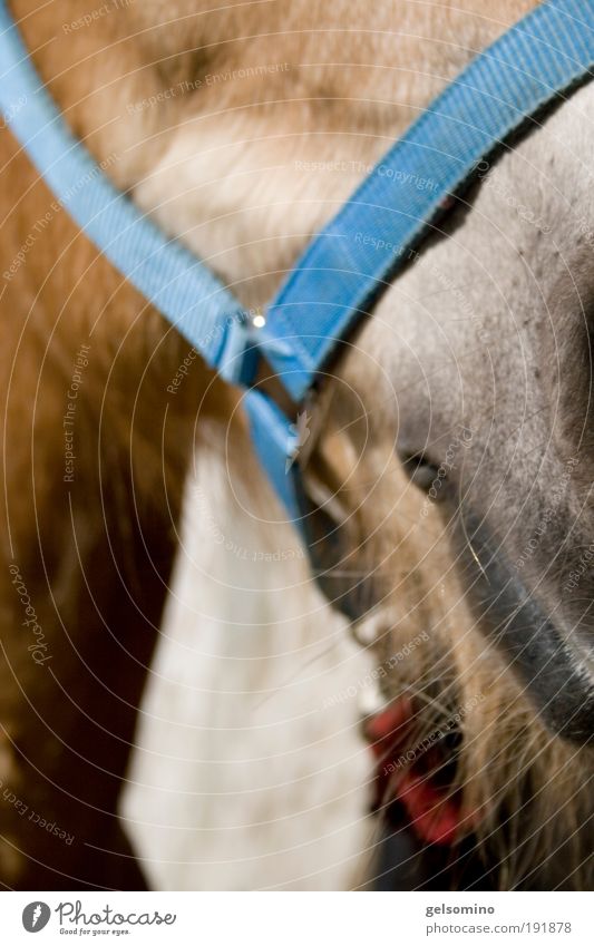 Where's the nose? Hair and hairstyles Skin Ride Mouth Lips Beautiful weather Animal Horse 1 Breathe Near Natural Clean Warmth Soft Blue Brown White Trust Safety