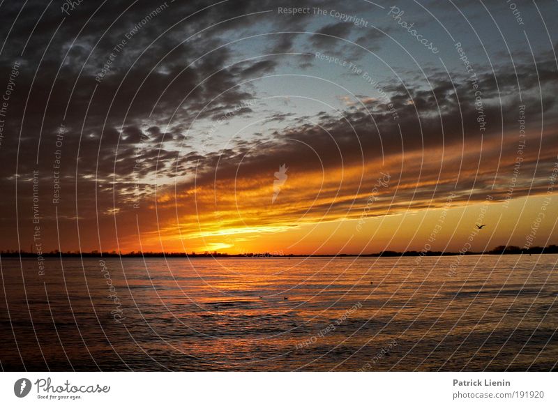 setting sun Trip City trip Cruise Sun Air Sky Clouds Sunrise Sunset River bank To enjoy Elbe Warm light Calm Contentment Blankenese Dusk Colour photo