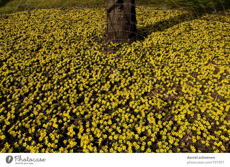 without words Nature Plant Spring Flower Blossom Yellow Growth Tree Tree trunk Many