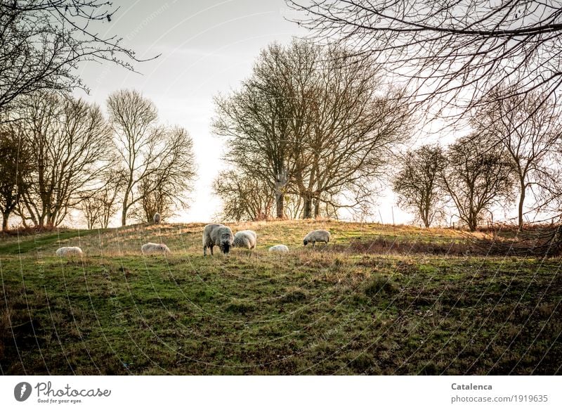 Sheep on a hilly pasture, bare trees in the background Landscape Plant Animal Sunrise Sunset Sunlight Winter Beautiful weather Tree Grass Beech tree Meadow