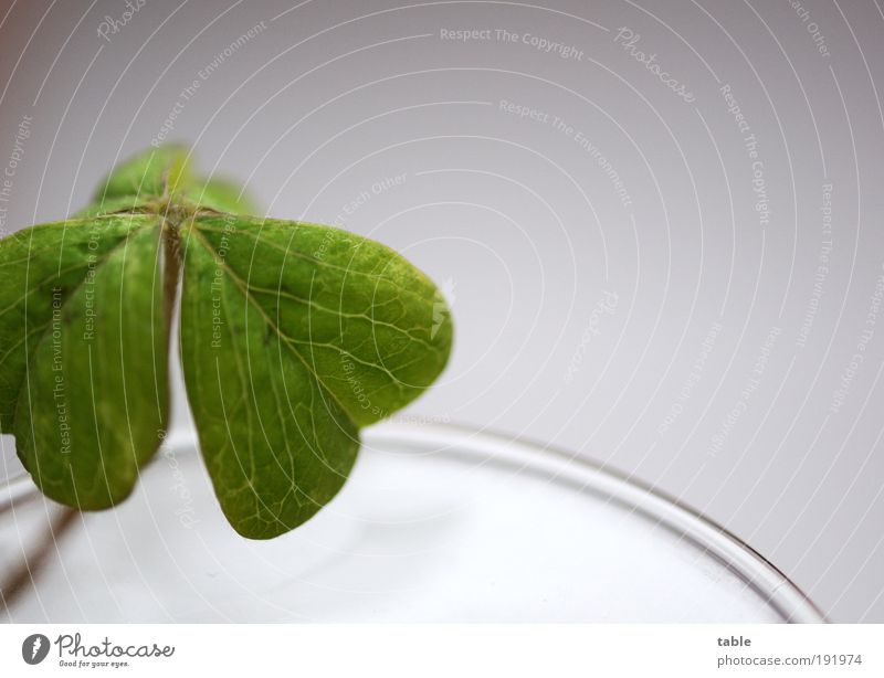 a tad lucky... Plant Leaf Foliage plant Wild plant Pot plant Clover Growth Esthetic Clean Beautiful Green Emotions Happy Curiosity Hope Belief Homesickness