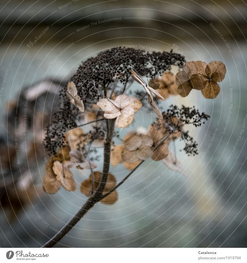 Winter withered hydrangea Nature Plant Blossom Hydrangea Garden Faded Esthetic Dry Brown Black Turquoise Seasons Cycle Innovative Nostalgia Change Time Future