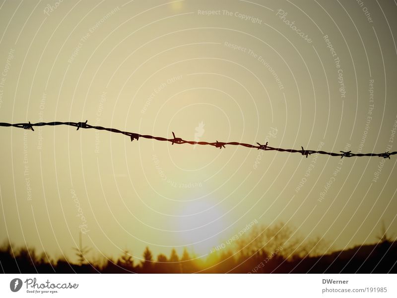 barbed wire for the winter Environment Nature Landscape Plant Sky Sunrise Sunset Sunlight Winter Climate Climate change Beautiful weather Tree Forest Catch Hang