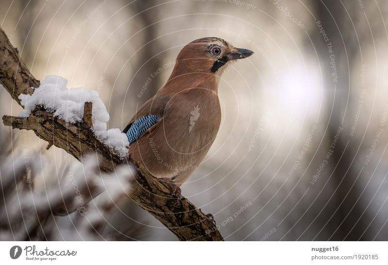 jays Animal Wild animal Bird Animal face Wing Claw Jay 1 Sit Esthetic Brash Blue Brown Orange Black White Contentment Colour photo Exterior shot Close-up