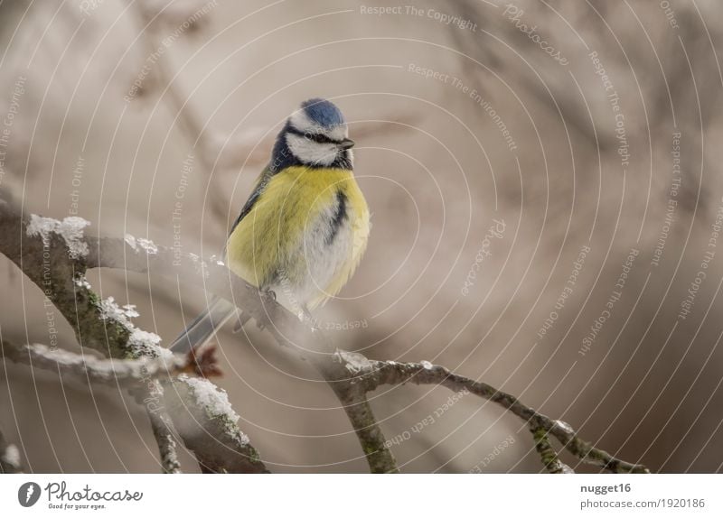 Blue Tit Environment Nature Animal Winter Beautiful weather Ice Frost Snow Tree Garden Park Forest Wild animal Bird Animal face Wing Tit mouse 1 Observe Sit