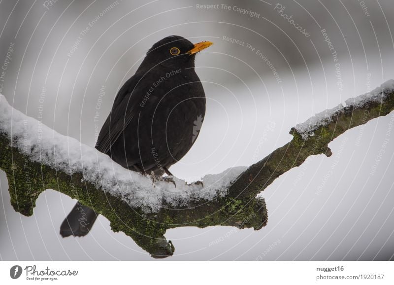 blackbird Environment Nature Animal Winter Beautiful weather Ice Frost Snow Tree Garden Park Wild animal Bird Animal face Wing Blackbird 1 Sit Esthetic