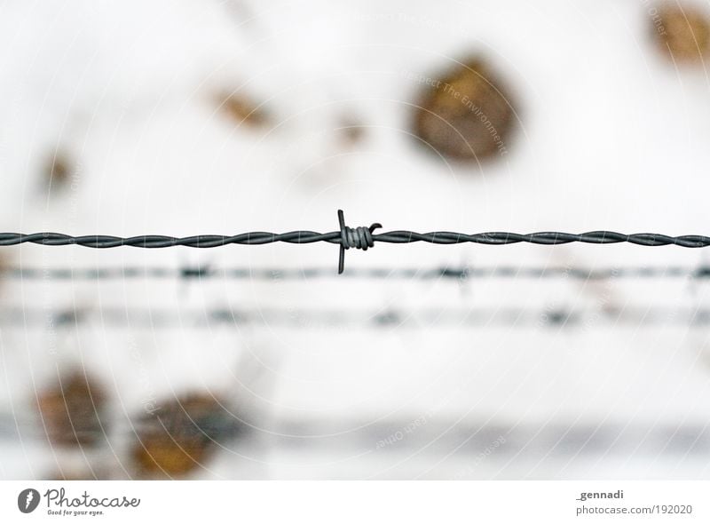 You won't get in here :-( Nature Snow Floor covering Barbed wire Fence Barrier Bright White Captured imprisonment Horizontal Colour photo Deserted