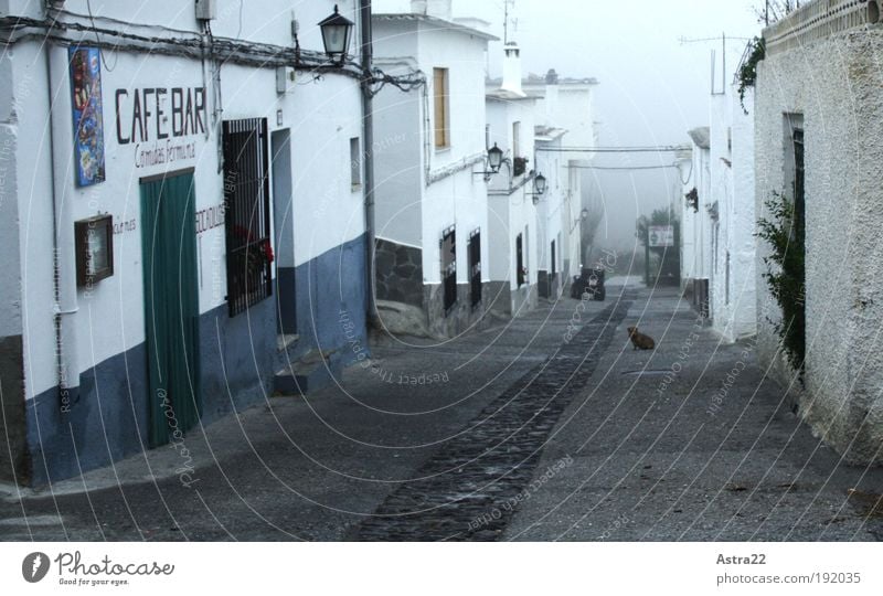 perro abandonado Bar Cocktail bar Nature Landscape Fog Drought Village House (Residential Structure) Street Animal Work and employment Watchfulness Calm Grief