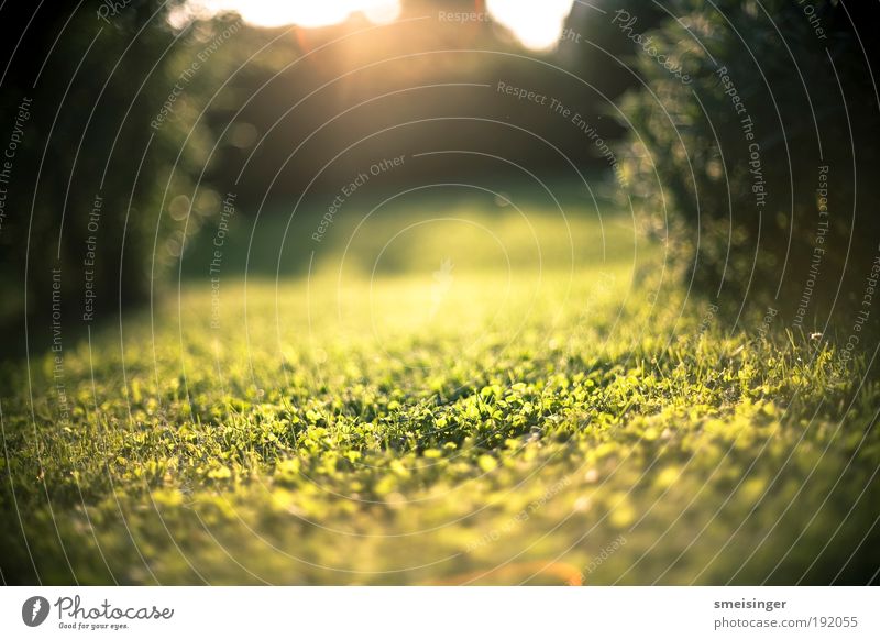 garden Well-being Contentment Relaxation Calm Leisure and hobbies Environment Nature Plant Sun Sunlight Summer Beautiful weather Grass Bushes Garden Park Meadow