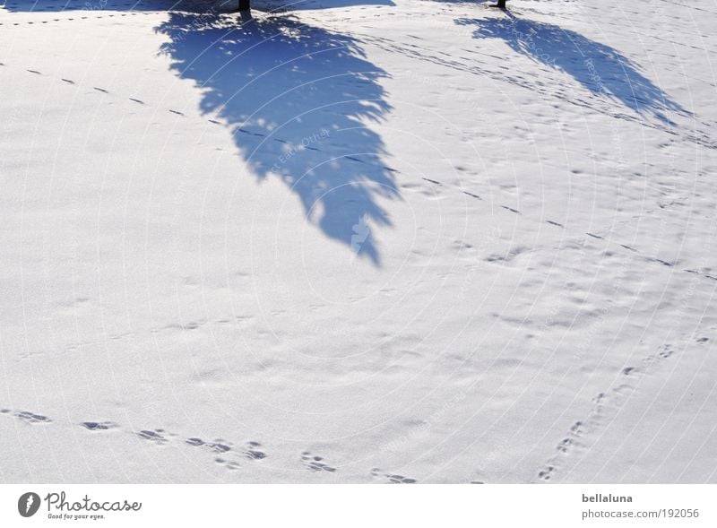 The end of winter casts its shadows ahead. Environment Nature Landscape Winter Climate Weather Beautiful weather Ice Frost Snow Tree Cold Fir tree Tracks