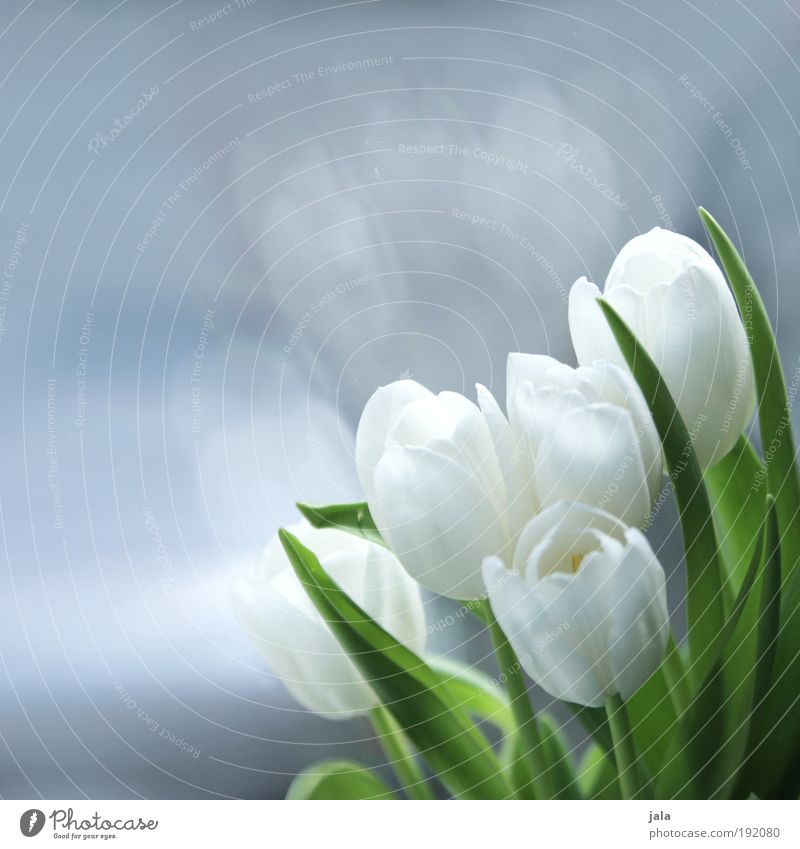 a little spring at the window Plant Flower Tulip Fragrance To enjoy Esthetic Beautiful White Glass Pane Foliage plant Blossom Leaf Spring Colour photo