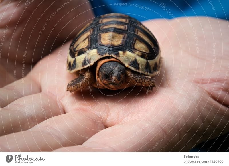 hugging ball Hand Fingers Nature Wild animal Animal face Turtle Tortoise-shell 1 Small Near Natural Close-up Macro (Extreme close-up) Be confident Curiosity