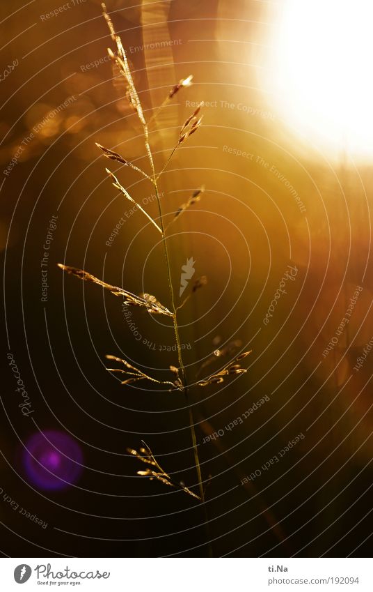 light on Environment Nature Landscape Animal Sun Summer Autumn Climate Beautiful weather Plant Grass Bushes Meadow Field Illuminate Growth Bright Moody