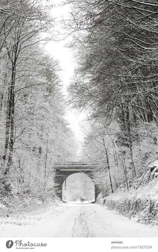 Winter path with trees and bridge Lanes & trails Snow Tree Pedestrian Bridge Hiking Bright Brown Black White Promenade Arch duck Deep depth of field Forward