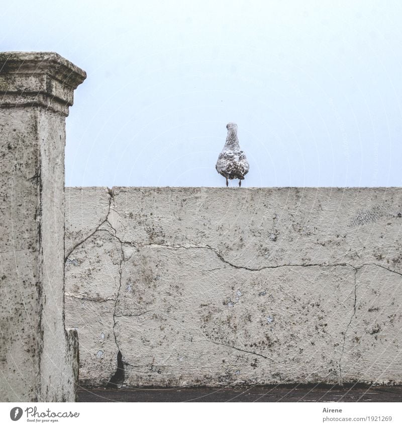 Enjoy the view. Wall (barrier) Wall (building) Pole Column Animal Bird Seagull 1 Stone Concrete Crack & Rip & Tear Weathered Observe Sit Wait Brown Gray