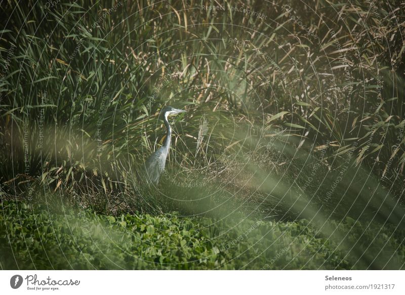 Black-necked Heron Summer Environment Nature Beautiful weather Plant Grass Common Reed Coast Lakeside River bank Pond Animal Wild animal Bird 1 Natural