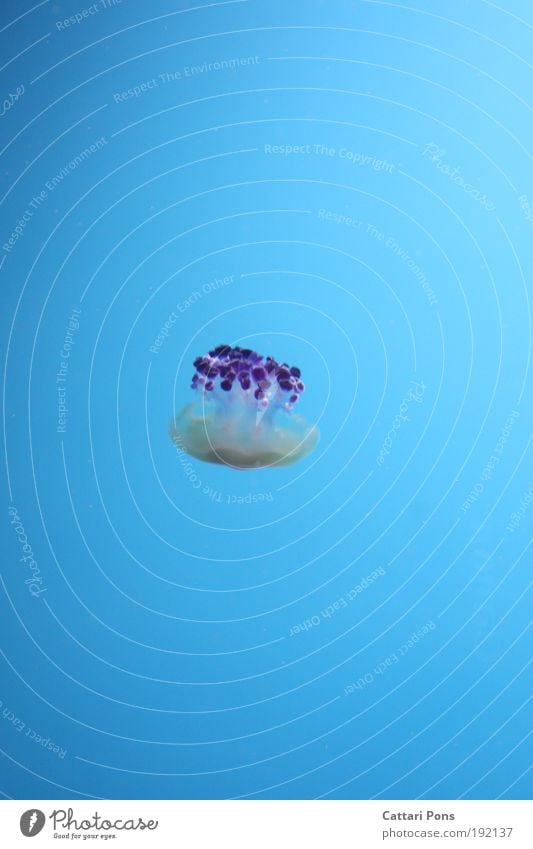 indo Wild animal Jellyfish Zoo Aquarium 1 Animal Blue Life Contentment Interior shot Underwater photo Animal portrait