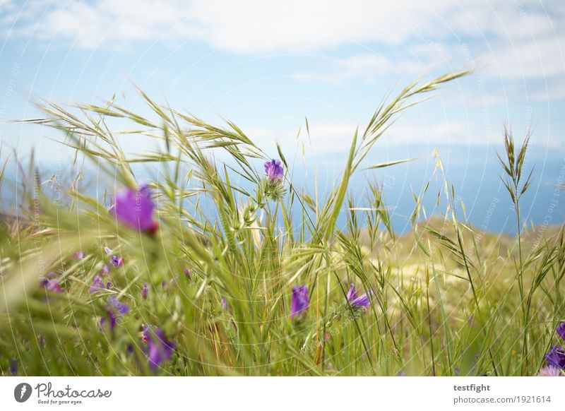 nature Environment Nature Landscape Plant Animal Sky Clouds Sun Summer Flower Blossom Meadow Happiness Fresh Near Maritime Warmth Blur Soft Pleasant