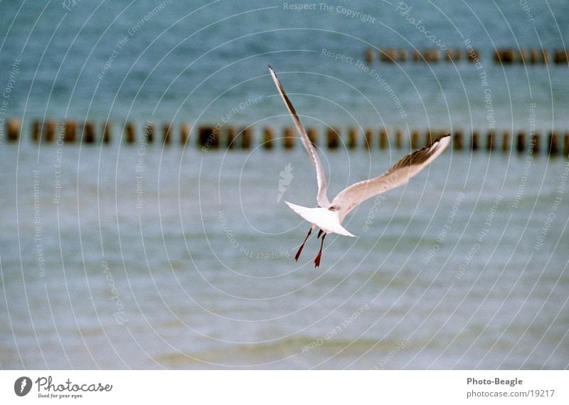 Vulture nosedive ;-) Seagull Sailing Glider flight Warmth Lake Ocean Zingst Gull birds Aviation Freedom airflow updraft Baltic Sea sea seaside wave waves