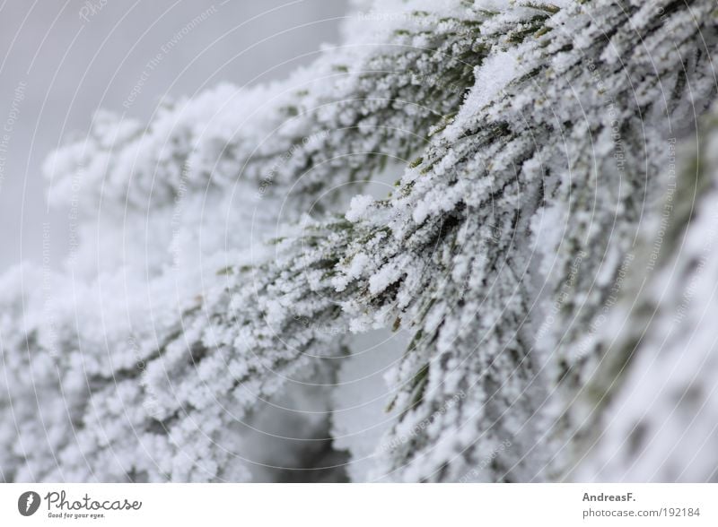 See you next time, dear Winter! Environment Nature Plant Bad weather Ice Frost Snow Tree Cold Hoar frost Fir tree Fir branch Pine Coniferous trees