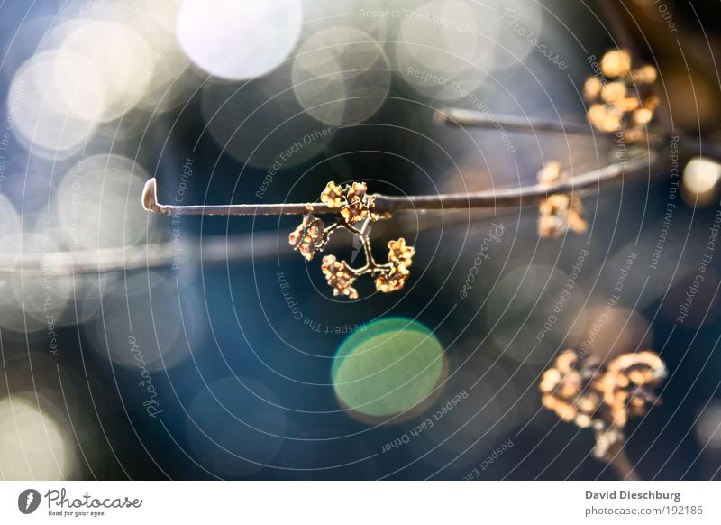 Lights of autumn Nature Plant Autumn White Leafless Beautiful Autumnal Colour photo Close-up Detail Macro (Extreme close-up) Structures and shapes Day Contrast