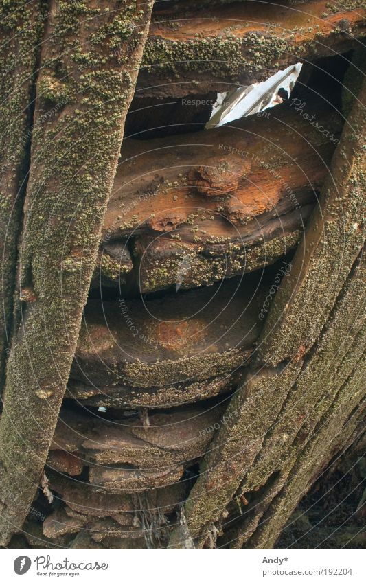 it was once... a boat Leisure and hobbies Brittany Finistere Ocean Navigation Fishing boat Wreck Mussel Wood Death Time Destruction Brown End Development