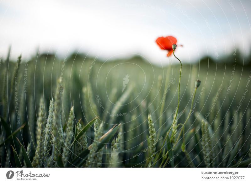 Poppy in the field Nature Landscape Plant Summer "Poppy Cornfield Rye Poppy gossip." Meadow Field Green Red Happy Spring fever Exterior shot Detail Deserted