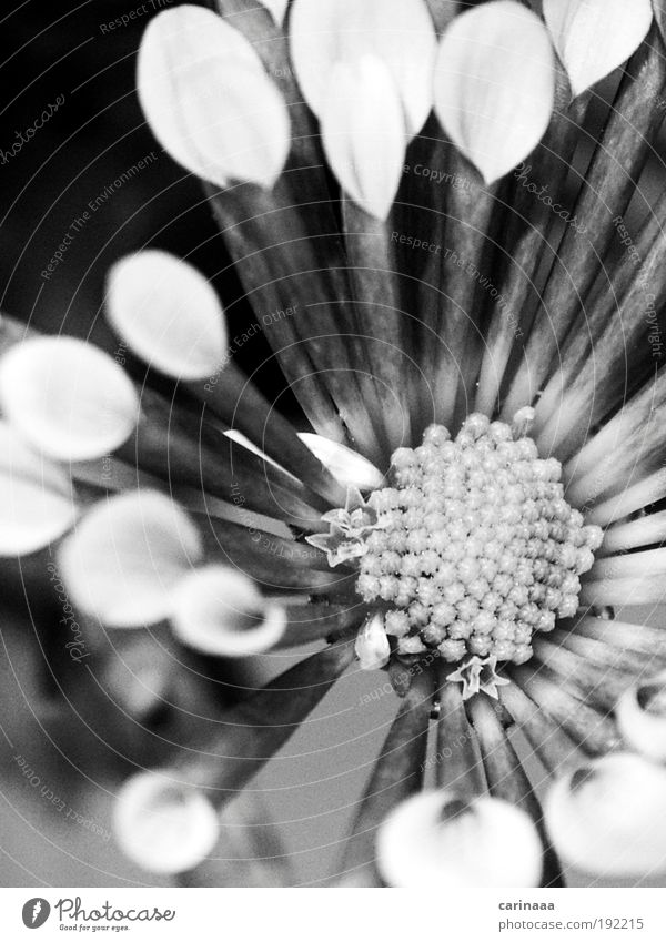 Flowery Nature Landscape Plant Spring Blossom Old Esthetic Fragrance Beautiful Gray Black White Black & white photo Subdued colour Exterior shot Close-up Detail