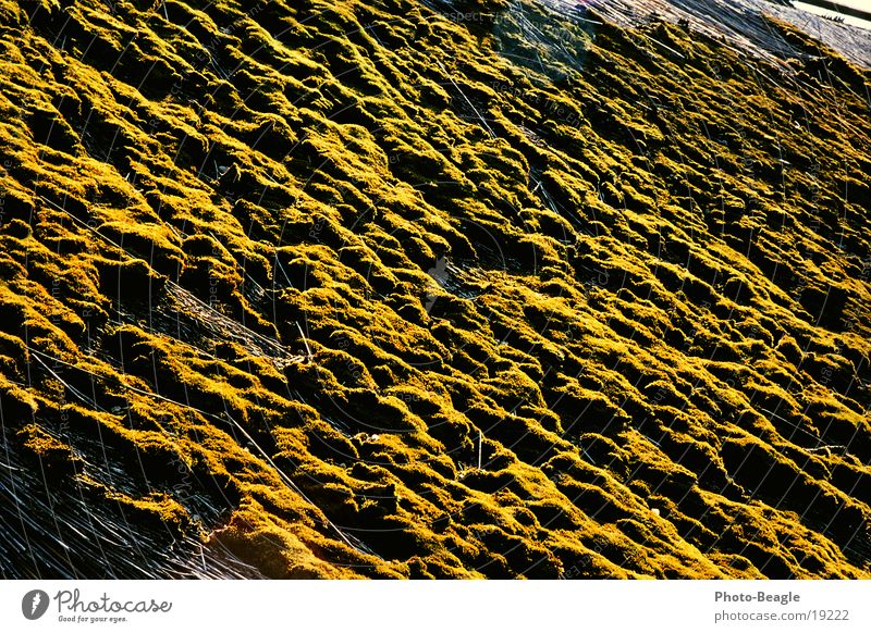 Moss roof in the evening sun Reet roof Roof Evening sun Derelict Tumbledown Copper Zingst Photographic technology Marsh grass Old Gold GDR remainder