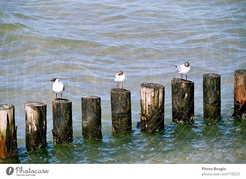 At least one is _always_ the other way around... ;-)) Seagull Break water Lake Ocean Water Baltic Sea Zingst 3 June 2004