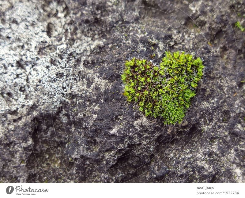 I <3 nature Plant Moss Stone Heart Love Dream Esthetic Fresh Healthy Natural Soft Green Infatuation Uniqueness Ease Growth Organic produce Colour photo