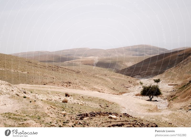 West bank Trip Environment Landscape Sand Sky Climate change Warmth Drought Tree Hill Desert West Bank Loneliness Dry Stony Hot The Dead Sea Border area