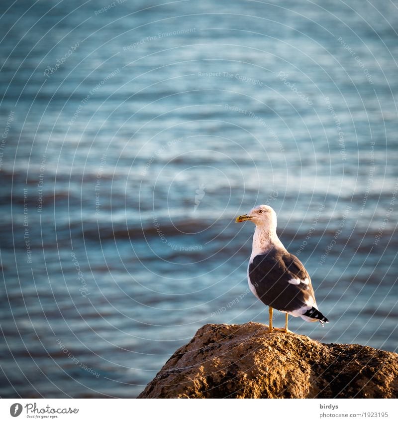 gull's eye Water Coast Reef Ocean Wild animal Bird Seagull 1 Animal Observe Looking Stand Esthetic Free Curiosity Positive Yellow Self-confident Interest