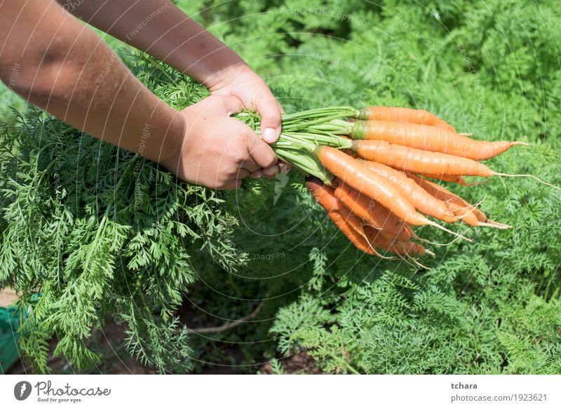 Carrots in a vegetable garden Vegetable Vegetarian diet Summer Garden Gardening Human being Hand Nature Plant Earth Leaf Fresh Natural Clean Green Hold bunch