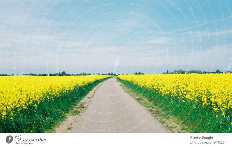 spring footpath Canola Spring Fehmarn Street Lanes & trails