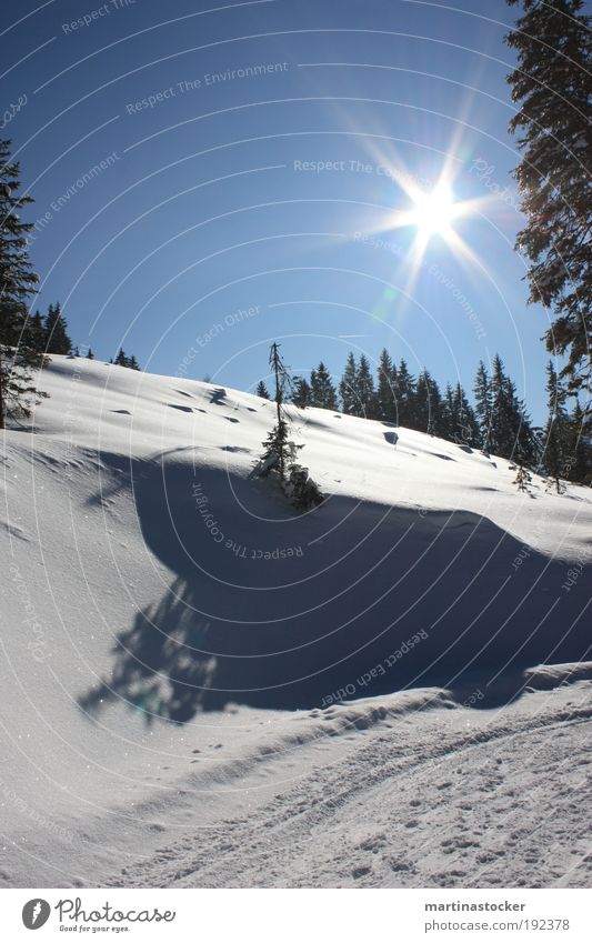 Winter wonderland Winter sports Ski run Nature Landscape Plant Sky Cloudless sky Beautiful weather Snow Forest Hill Fresh Glittering Infinity Above Blue Black