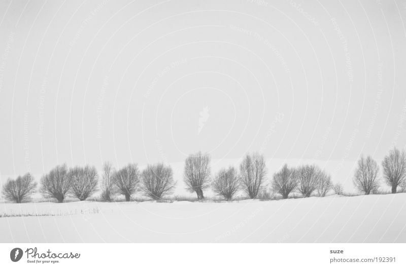 pasture fence Environment Nature Landscape Elements Sky Cloudless sky Winter Climate Snow Tree Esthetic Bright Cold Natural Gloomy White Emotions Moody Sadness