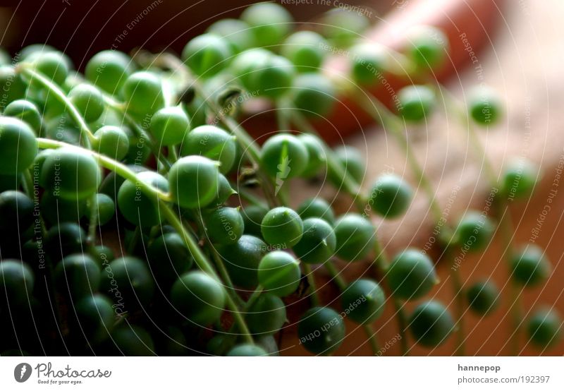 Roll, march! Decoration Nature Plant Spring Leaf Foliage plant Pot plant Bowl Hang Growth Simple Round Green Calm Sphere Spherical Chain Multicoloured