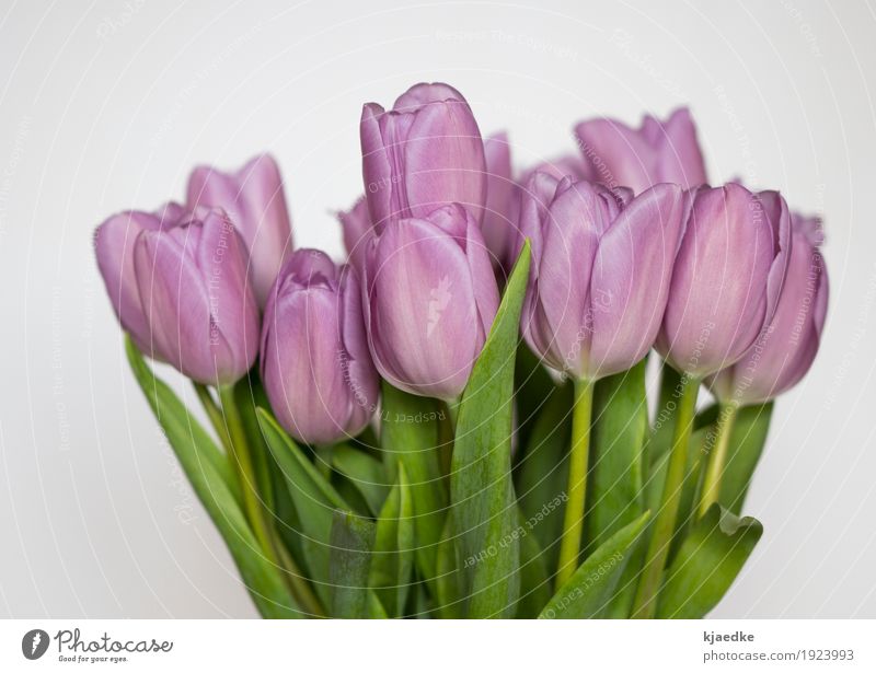 sunday flowers Elegant Decoration Spring Plant Flower Tulip Leaf Blossom Bouquet Blossoming Fragrance Esthetic Simple Fresh Beautiful Natural Green Violet Pink