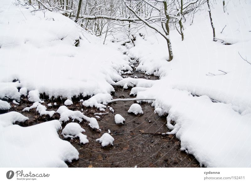 Quiet splashing in the snow Harmonious Relaxation Calm Trip Winter vacation Environment Nature Landscape Water Climate Ice Frost Snow Tree Forest Brook