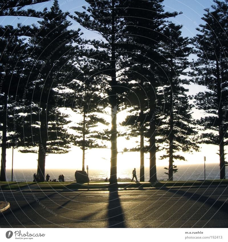 pine shade tribes Group Nature Plant Water Sky Horizon Summer Beautiful weather Tree Coniferous trees Coast Beach Ocean Indian Ocean Perth Western Australia