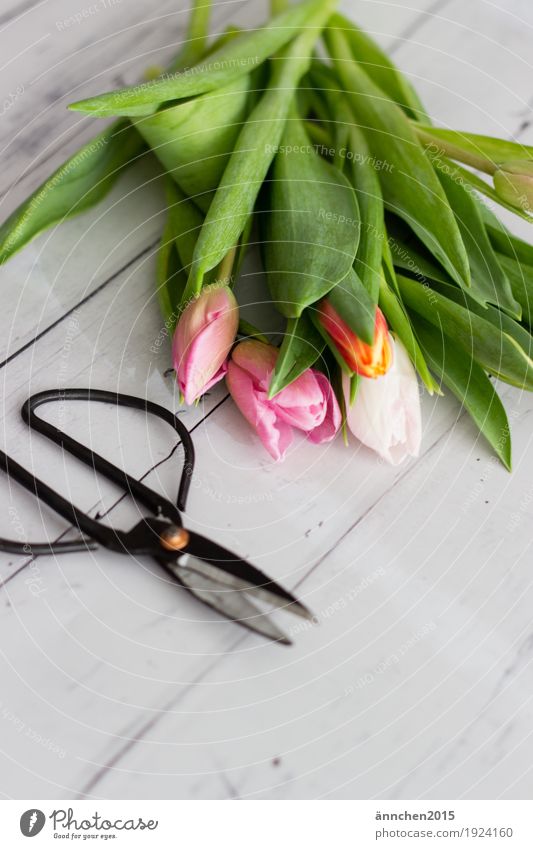 Tulip love I Plant Spring Red Orange White Pink Bright Friendliness Scissors Black Garden Gardening Green Flower Bouquet Friendship Love Gift