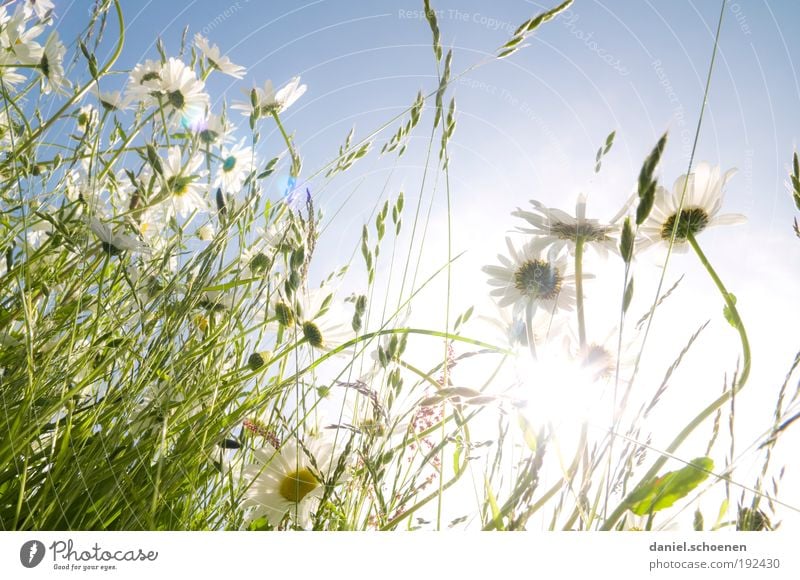 backlit summer meadow Vacation & Travel Summer Summer vacation Sun Sunbathing Plant Sunlight Spring Beautiful weather Flower Grass Meadow Bright Blue Green