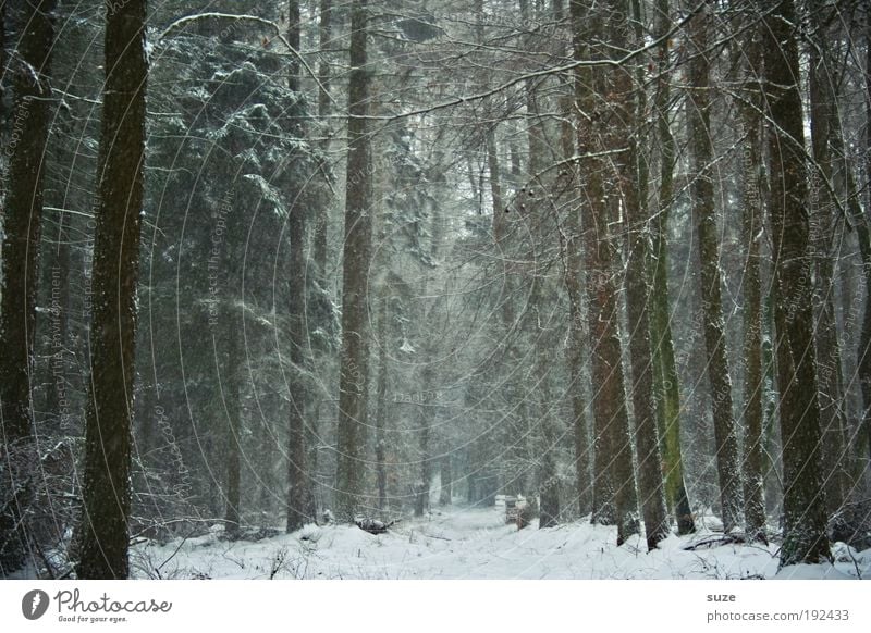 Old as a tree ... Environment Nature Landscape Winter Climate Weather Snow Snowfall Tree Forest Lanes & trails Authentic Dark Tall Cold Natural Loneliness